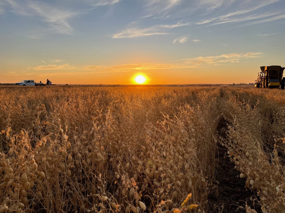 A picture showing rows of dried chickpeas with a ute and mini plot harvester to the sides and the sun setting in the middle.